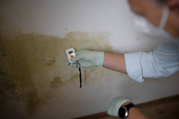 Best Emergency Mold Remediation in Tehachapi, CA
