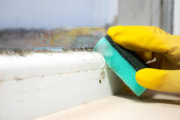 Best DIY Mold Remediation Support Services in Tehachapi, CA